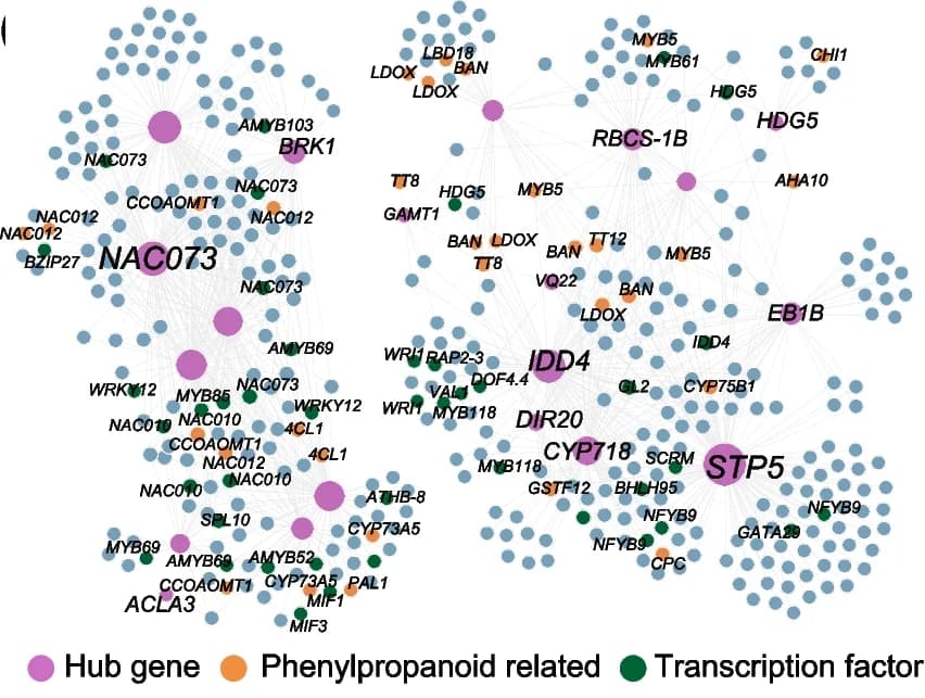 Open access visualization of Network, Co-expression network, Hub genes, Phenylpropanoid genes
