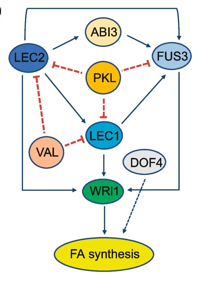 Open access visualization of Pathway, FA Biosynthesis, Regulatory Network, Positive Relationship, Negative Relationship