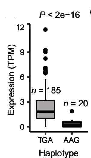 Open access visualization of Box Plot, Box Plots, Expression, Haplotypes, Median