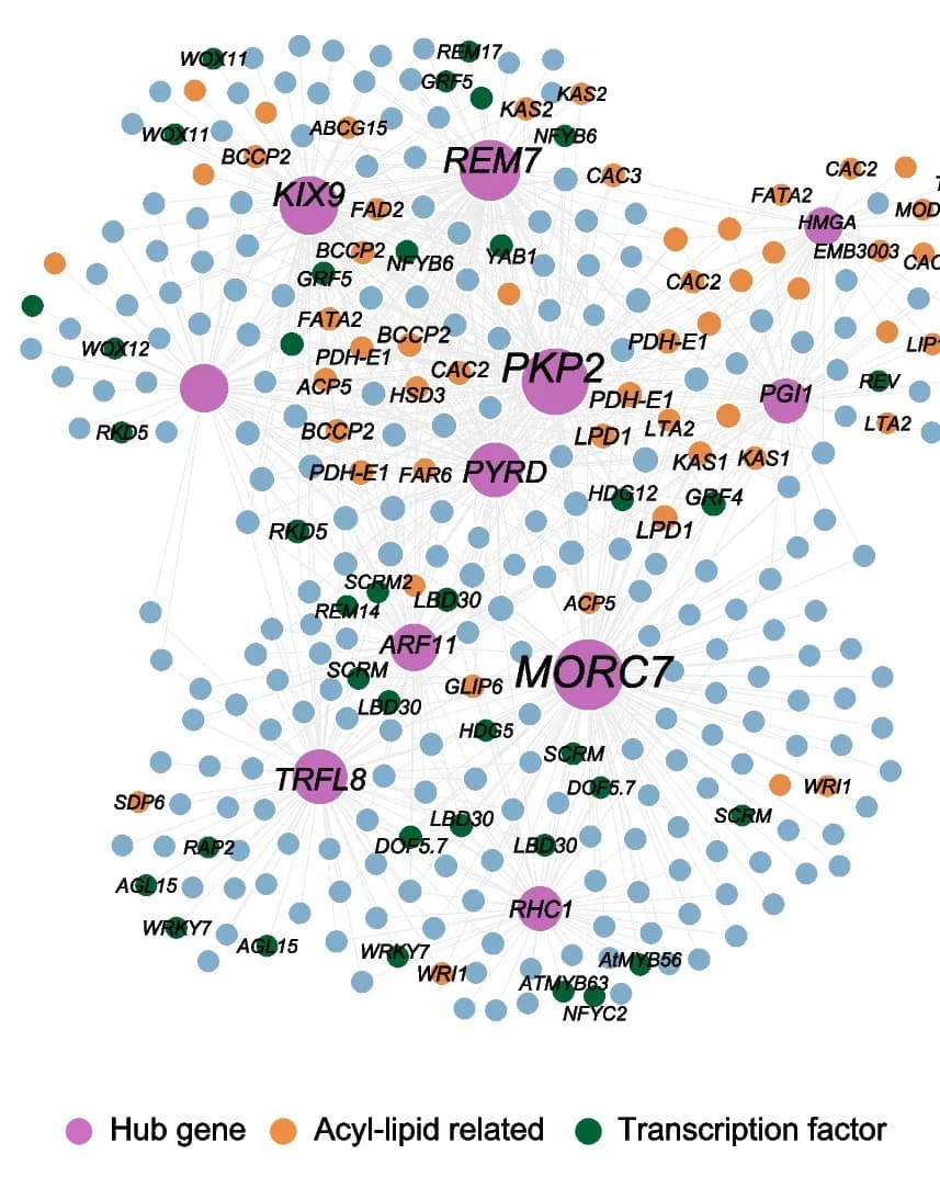 Open access visualization of Network, Co-expression network, Hub genes, Acyl-lipid genes network
