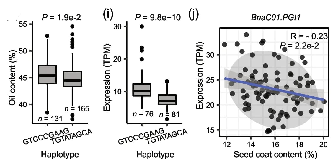 Open access visualization of Box Plot, Scatter Plot, Regression Plot, Box plots, Oil content