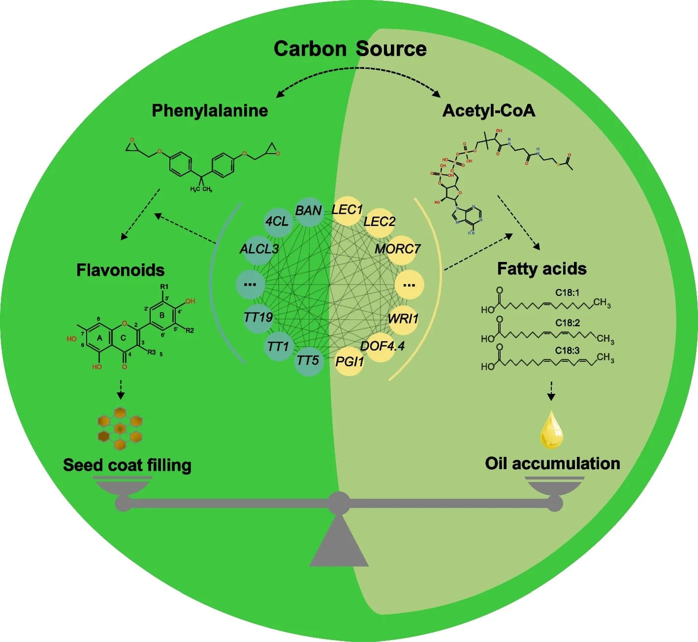 Open access visualization of Pathway, Seed Coat, Embryo, Carbon Source, Seed Development
