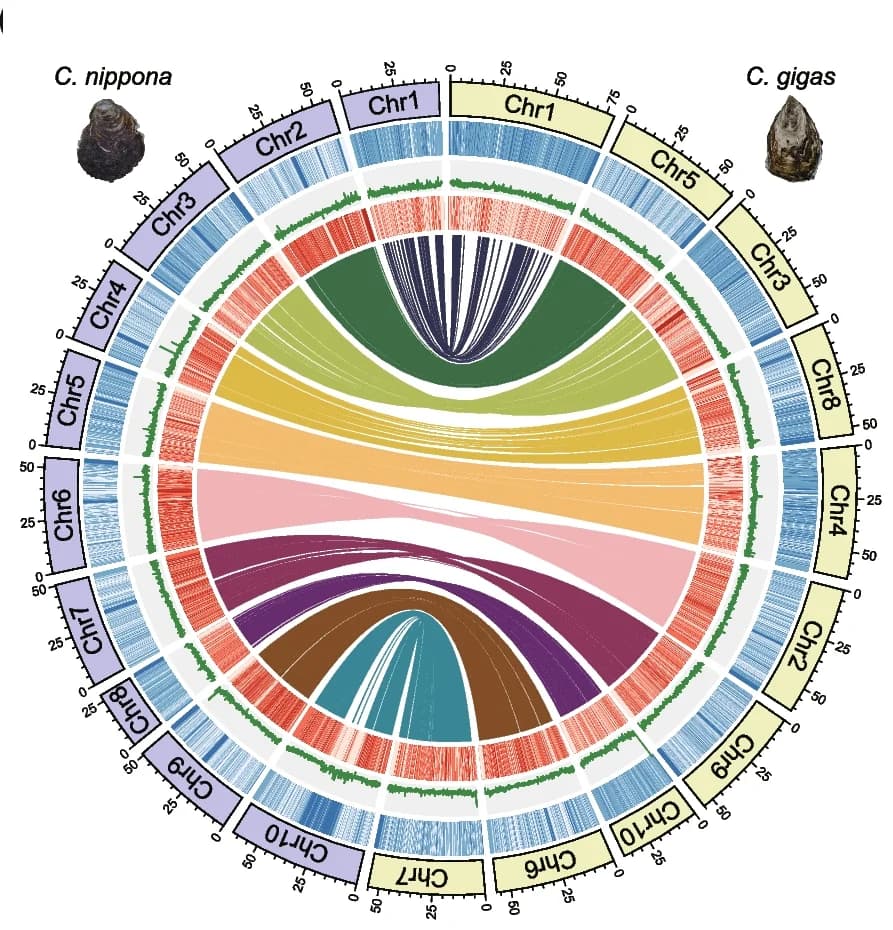 Open access visualization of Chord, Circos Plot, Synteny, Crassostrea nippona, Crassostrea gigas