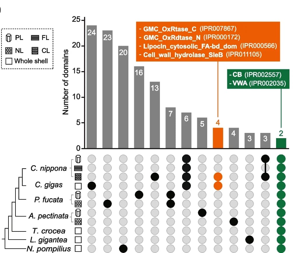 Open access visualization of Bar Plot, Upset Plot, Protein Domains, Shell Proteomes, Molluscs