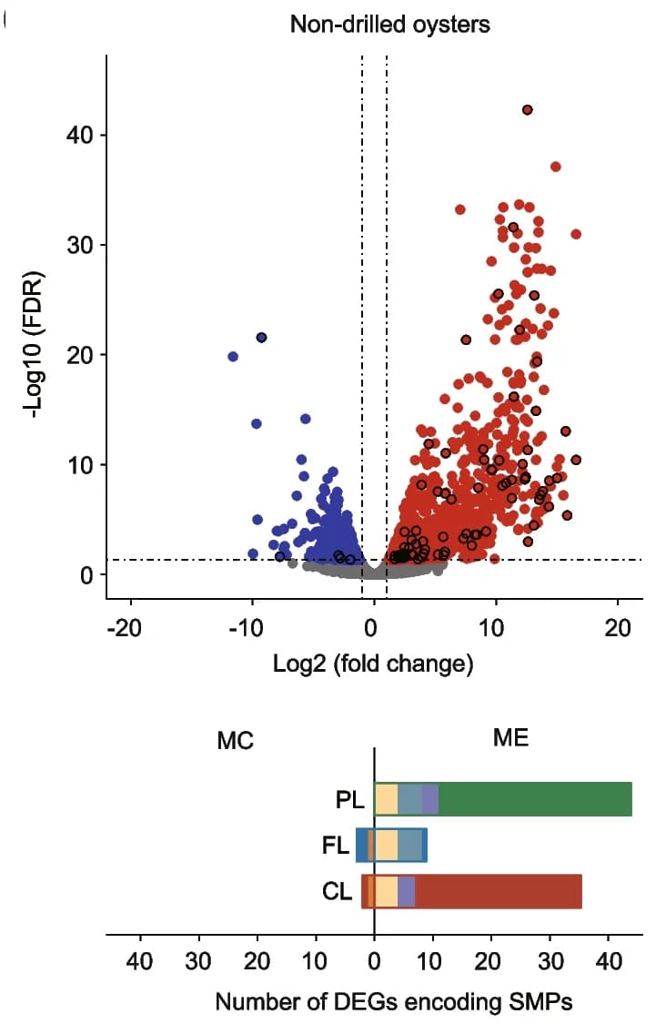 Open access visualization of Volcano Plot, Bar Plot, Gene Expression, SMPs, Mantle Tissue