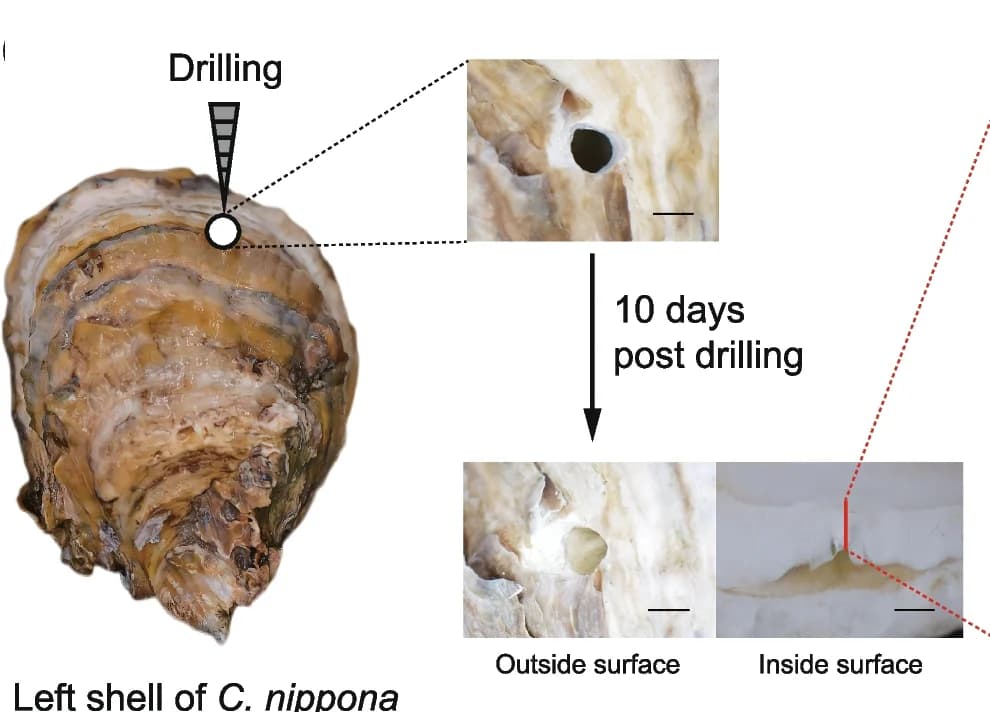 Open access visualization of Photo, Shell Drilling, Shell Repair, Experiment, Oysters
