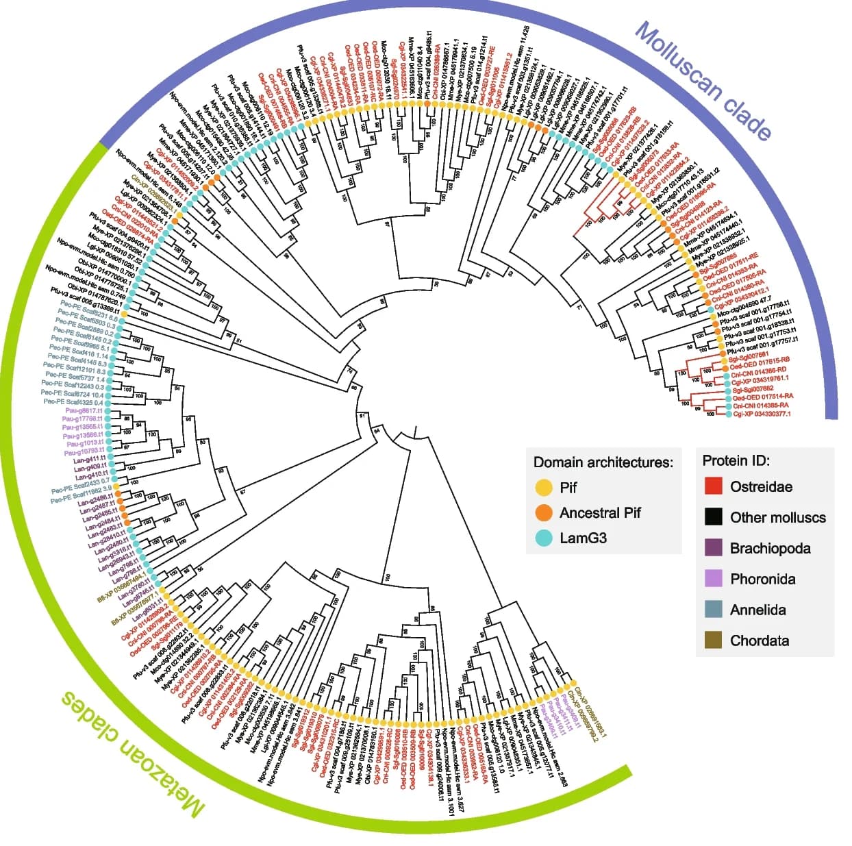 Open access visualization of Network, Pathway, Maximum Likelihood Tree, Pif, LamG3