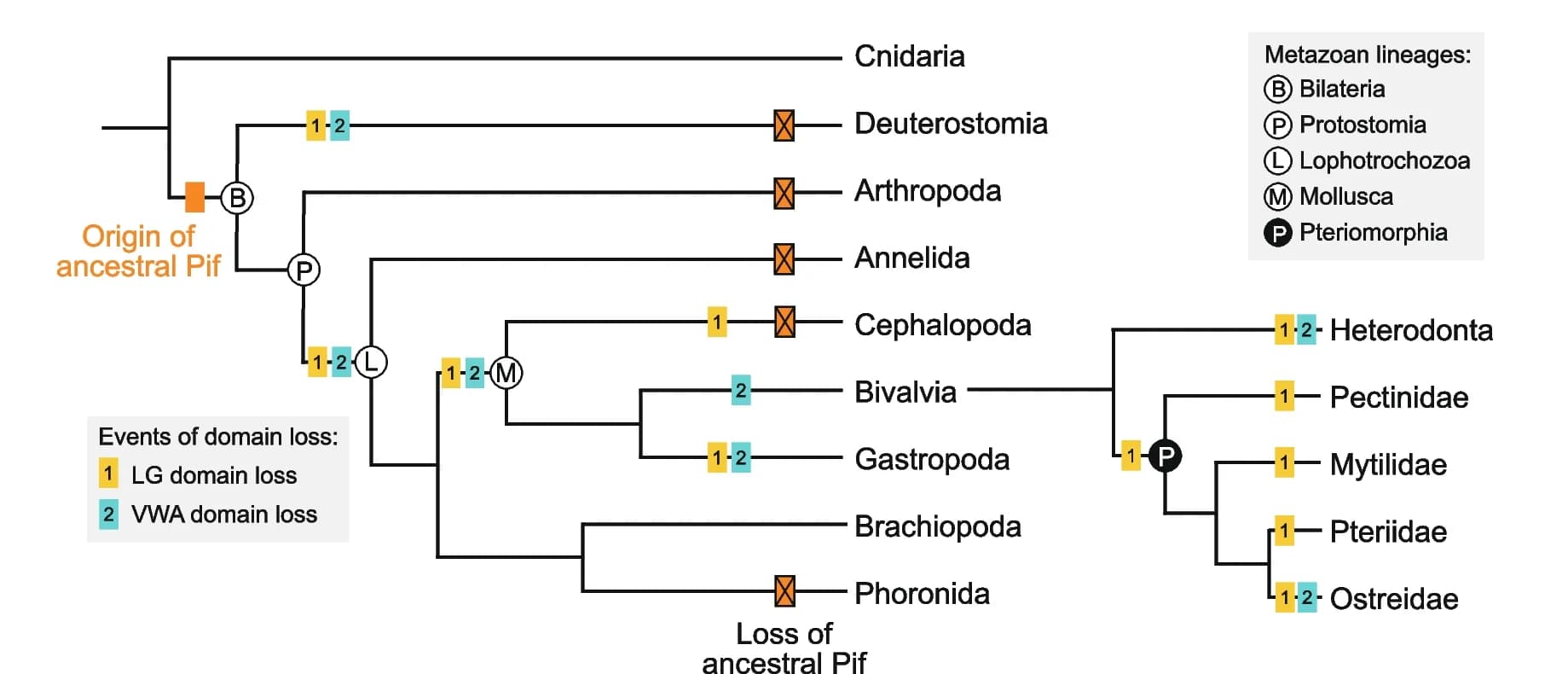 Open access visualization of Pathway, Evolution, Pif, LamG3, Metazoans