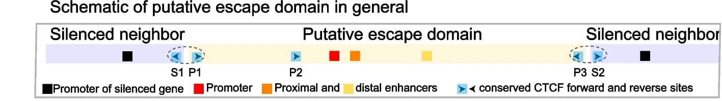 Open access visualization of Workflow, Illustration, Escape Domain, CTCF Sites, Enhancers