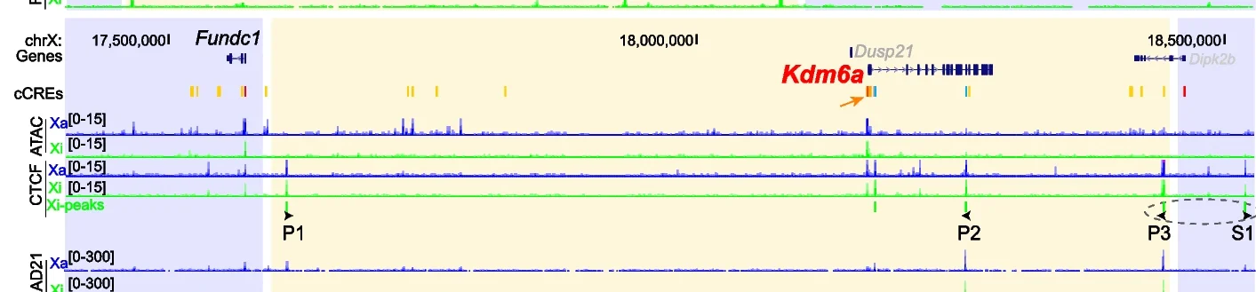 Open access visualization of Line Plot, Density Plot, UCSC Browser, Domains, Kdm6a