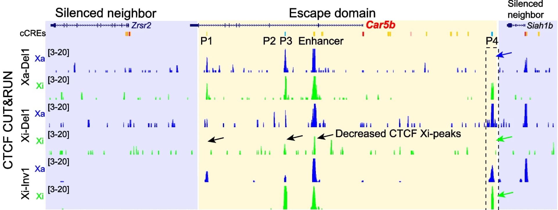 Open access visualization of Line Plot, Error Bars, CTCF, CUT&RUN, Allelic Profiles