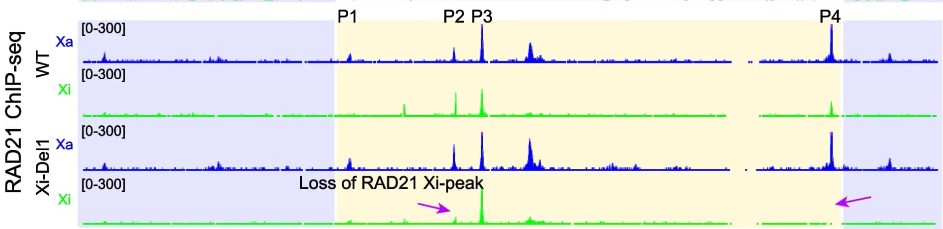 Open access visualization of Line Plot, RAD21, ChIP-seq, Allelic Profiles, WT Cells