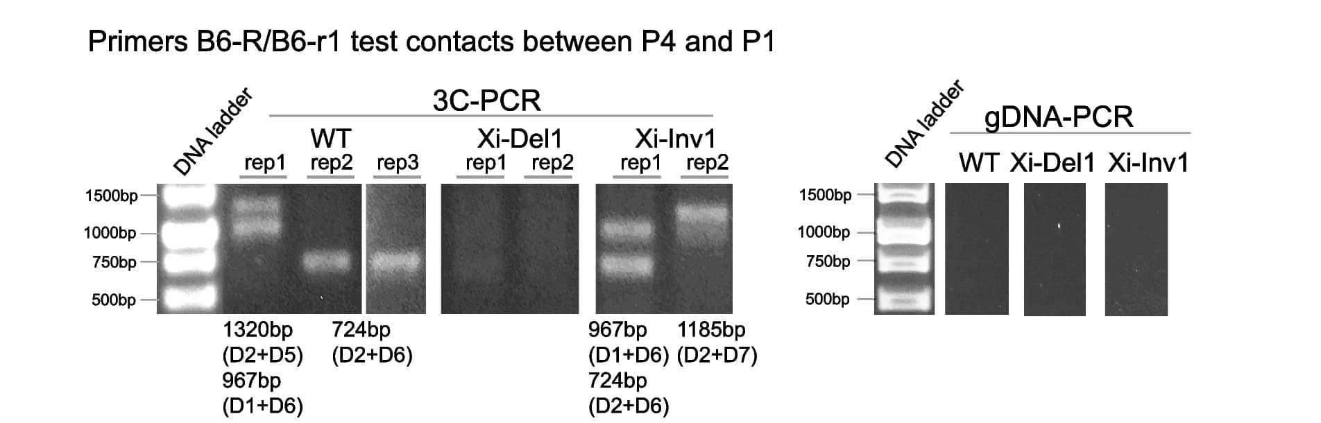 Open access visualization of Gel, 3C-PCR, Xi Primer Pairs, Chromatin Contacts, Genomic DNA