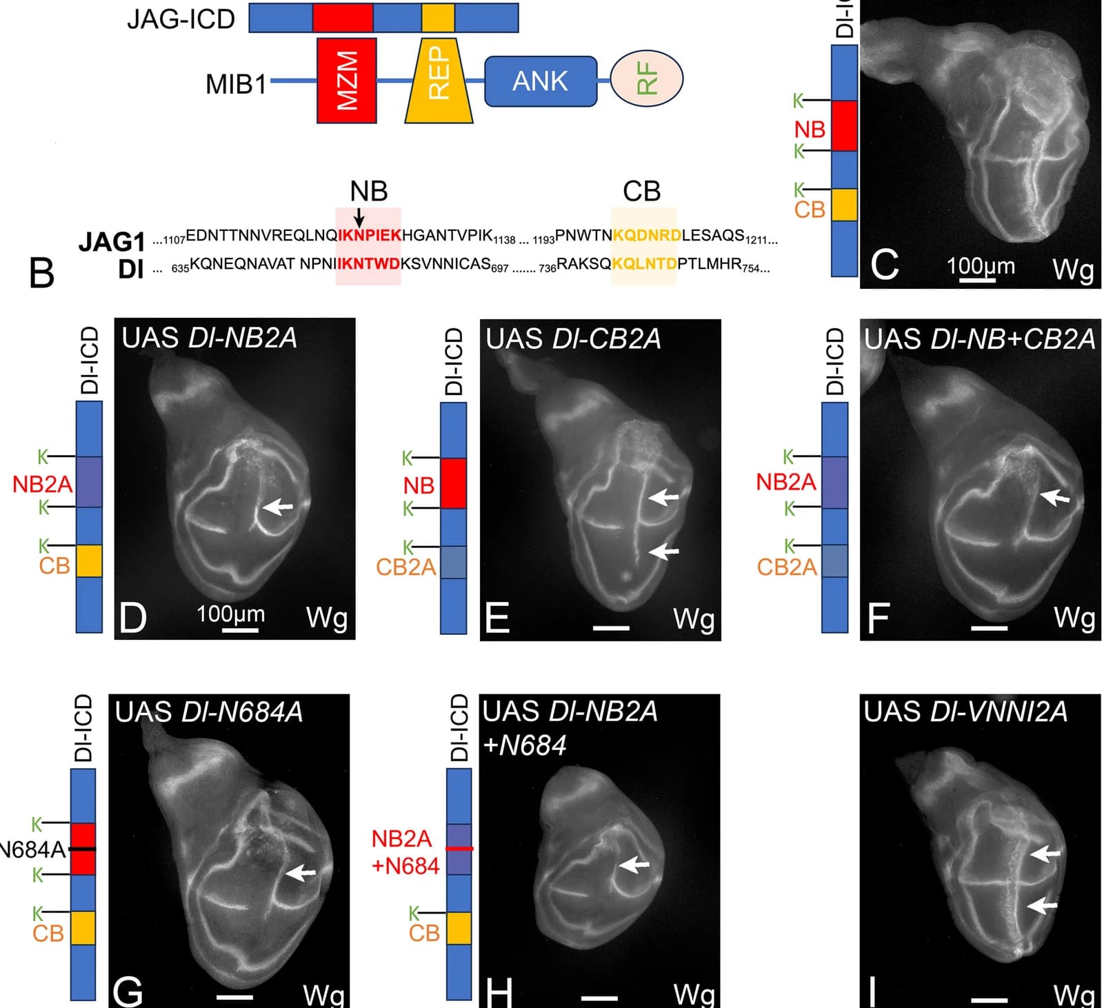 Open access visualization of Microscopy, Illustration, JAG1, MIB1, NB