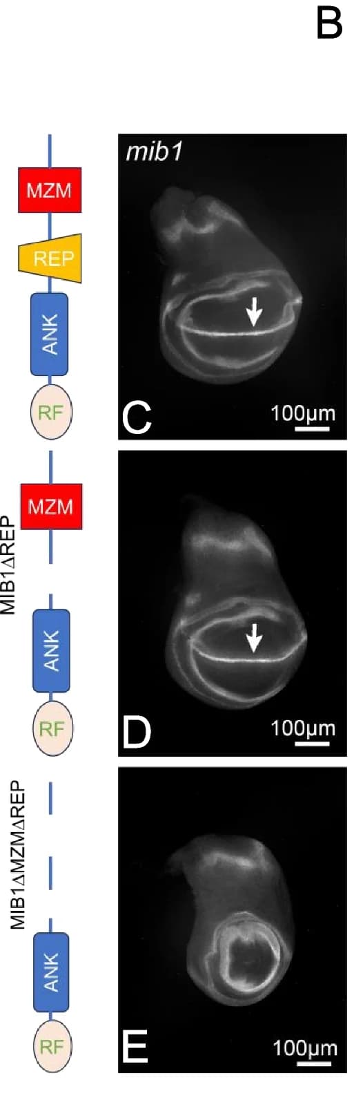 Open access visualization of Microscopy, Workflow, MZM Domain, REP Domain, Mib1