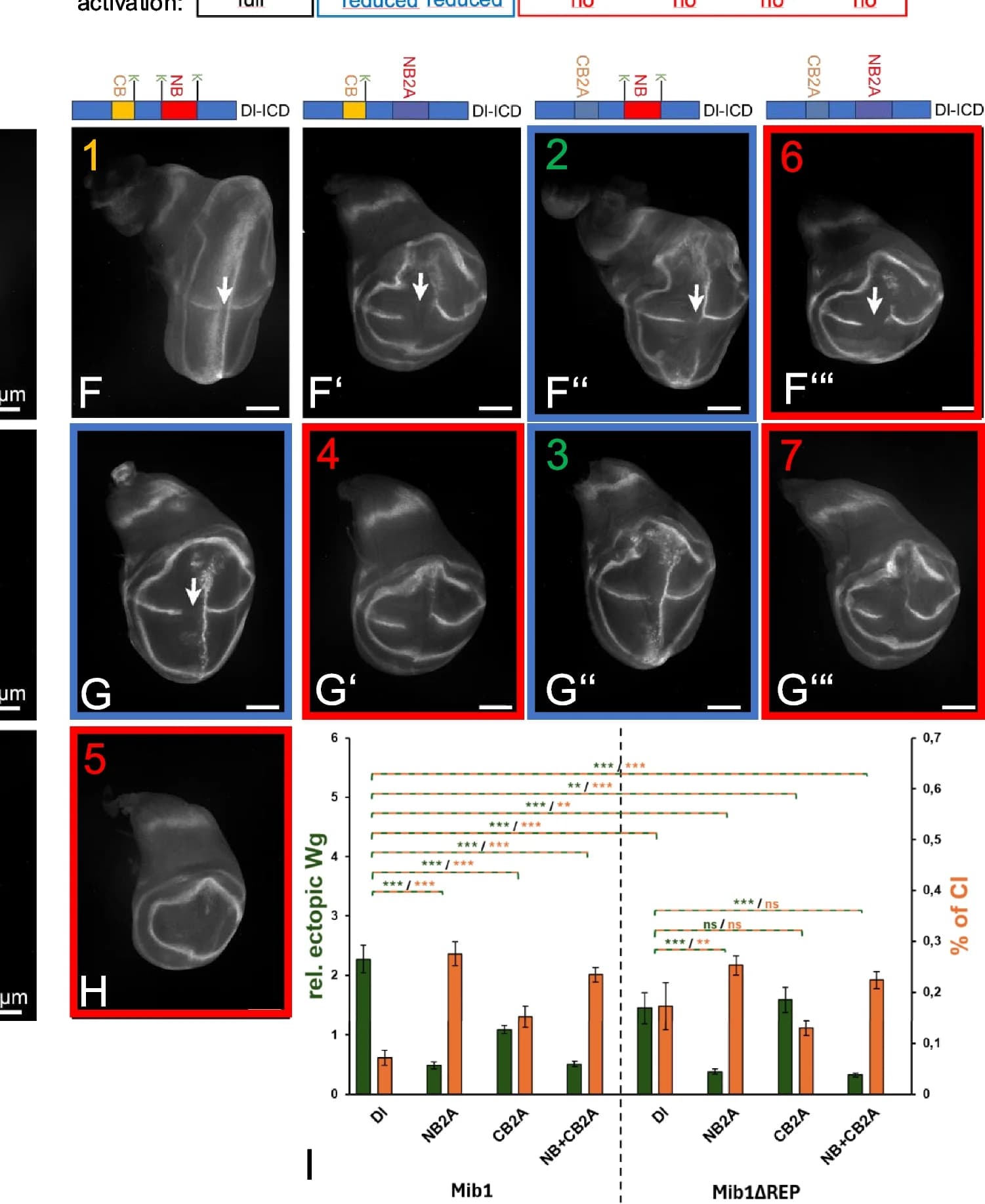 Open access visualization of Bar Plot, Error Bars, Microscopy, Notch Activation, Dl Variants
