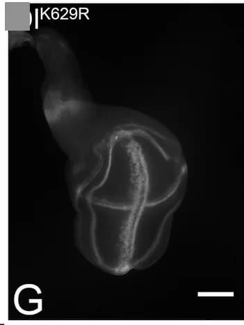 Open access visualization of Microscopy, Quantification, Expression, Dl, DlK2R