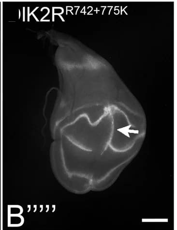 Open access visualization of Microscopy, Dl, DlK2R, Expression