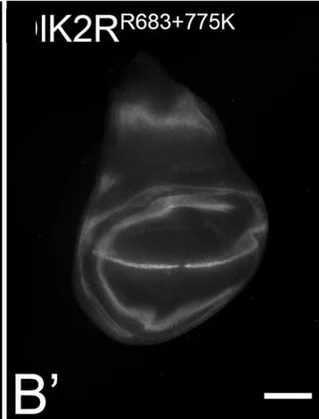 Open access visualization of Microscopy, Ks, Dl Signalling, Combination