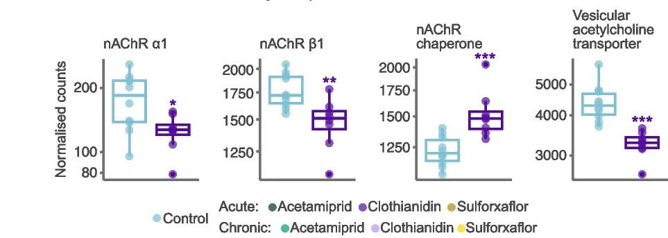 Open access visualization of Box Plot, Scatter Plot, Clothianidin Exposure, nAChR-subunits, Drosophila