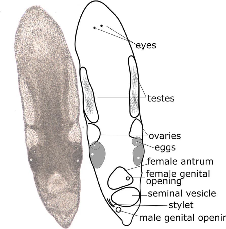Open access visualization of Illustration, Macrostomum cliftonense, Reproductive System, Mating Behavior