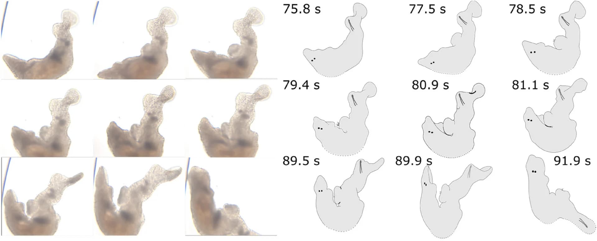 Open access visualization of Microscopy, Illustration, Postcopulatory Suck, Reciprocal Mating, Ejaculate