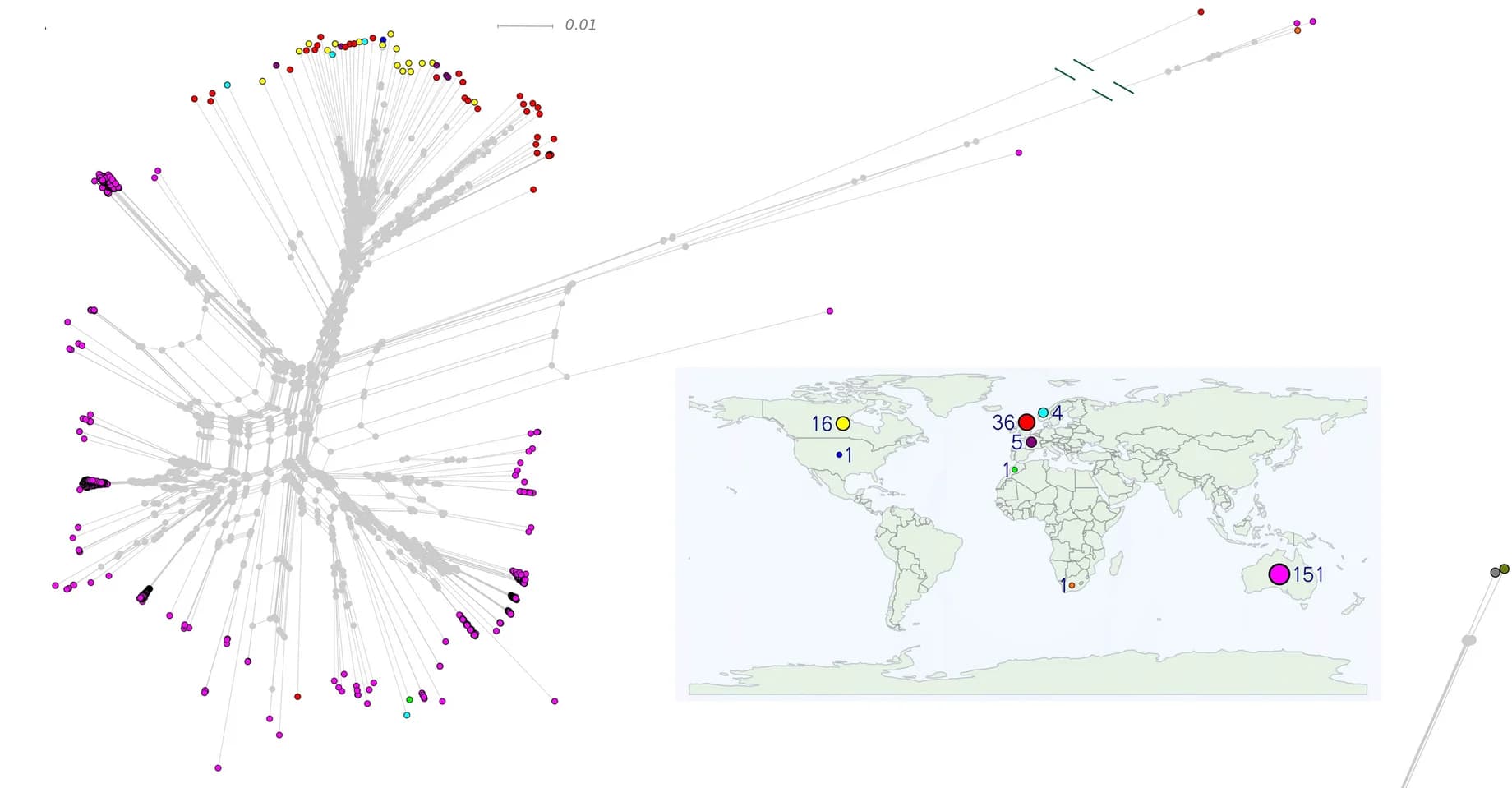 Open access visualization of Network, Geo Map, Phylogenetic Network, Strains, Geographical Origin