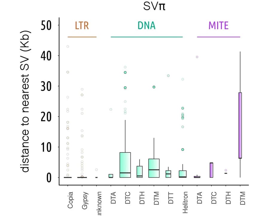 Open access visualization of Box Plot, Scatter Plot, Structural Variant, Transposon Families, LTR Retrotransposons