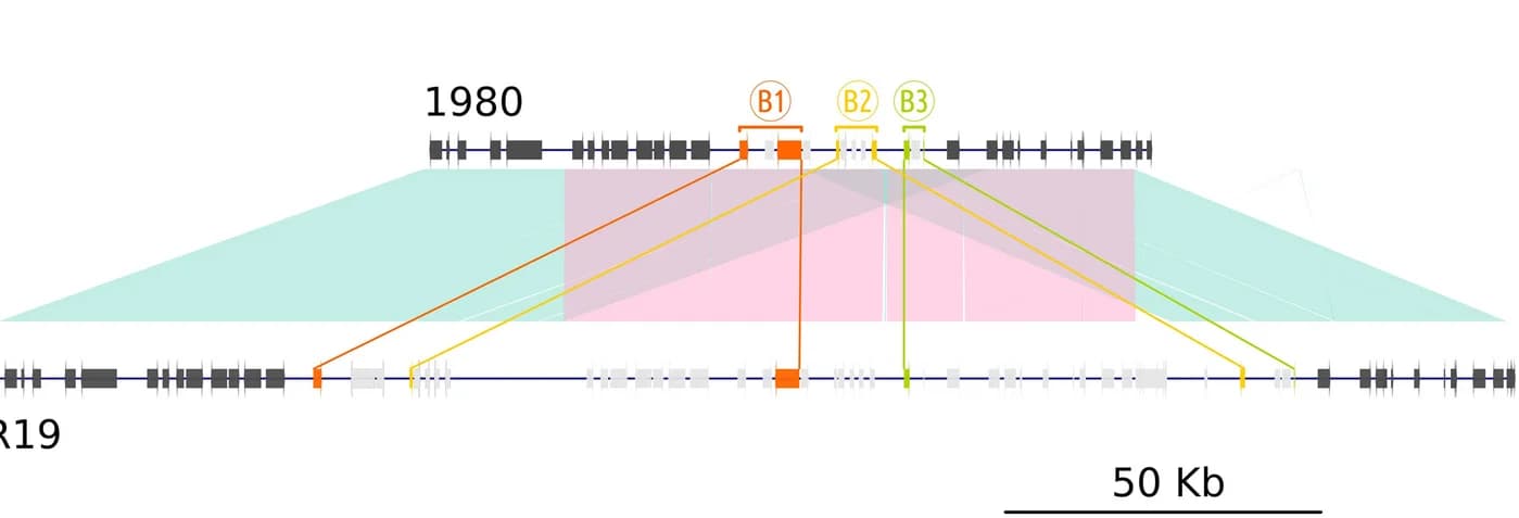Open access visualization of Sankey, Network, Reference Genome, Gene Duplication, Gene Bubbles