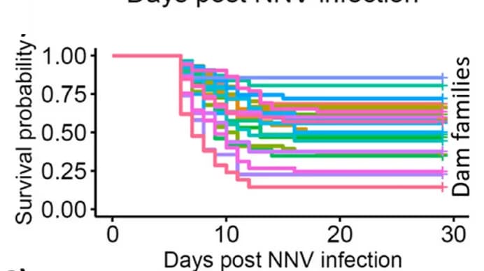Open access visualization of Survival Curve, Line Step, Survival Curves, Dam Family