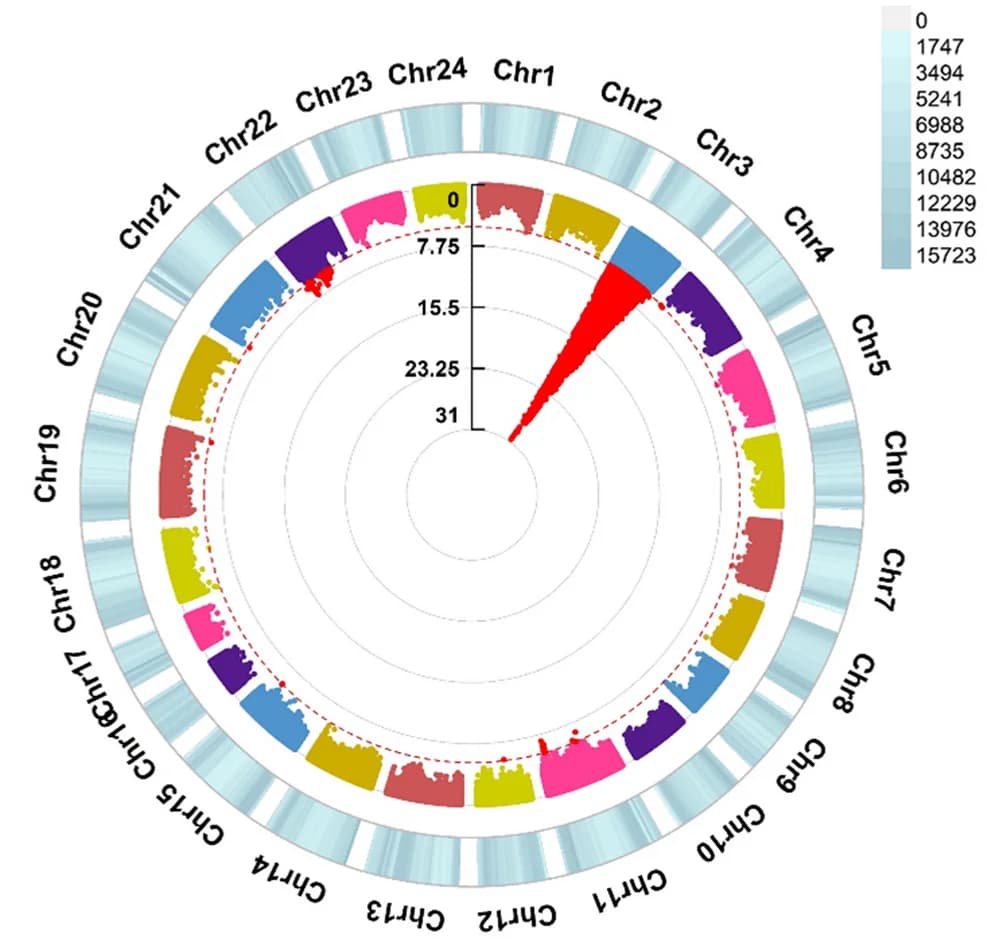 Open access visualization of Manhattan Plot, Scatter Plot, WGS Variants, VNN Resistance, Genome-wide Significance