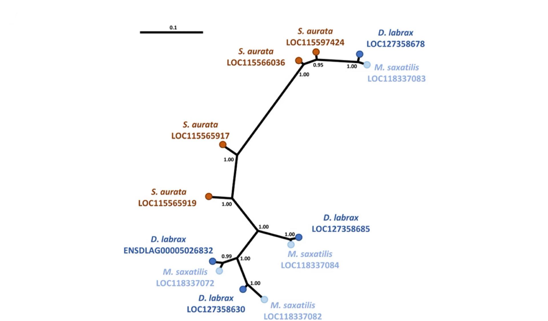 Open access visualization of Network, Pathway, Gene Tree, Bayesian Inference, IFI27L2-like