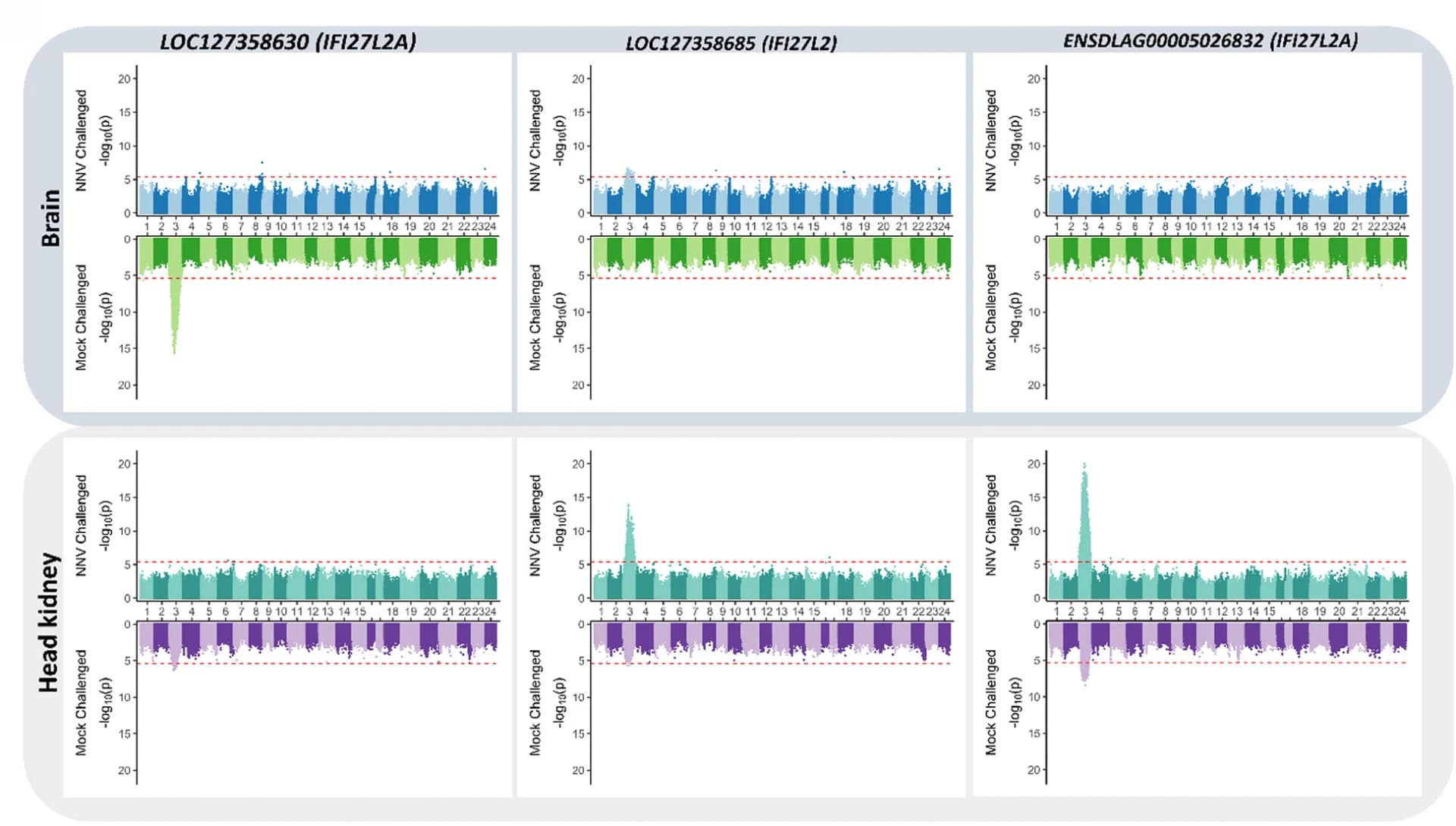 Open access visualization of Manhattan Plot, Expression QTL Analysis, IFI27L2 Gene, VNN Resistance, Chromosome 3