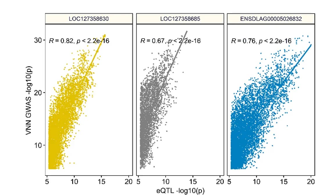 Open access visualization of Scatter Plot, Regression Plot, Pearson Correlation, Expression QTL Analysis, IFI27L2 Gene