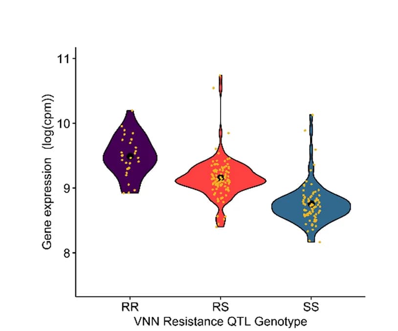 Open access visualization of Violin Plot, Gene Expression, IFI27L2 Gene, VNN Resistance, QTL Genotypes