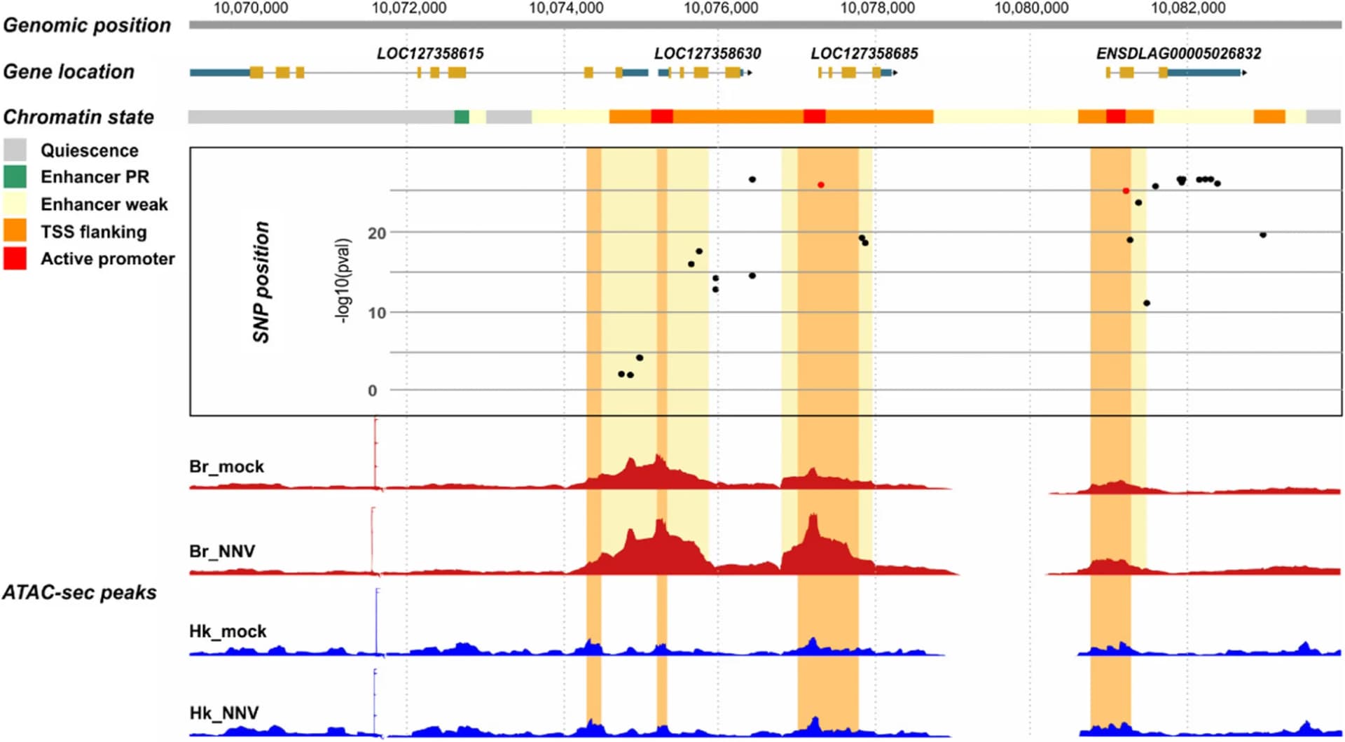 Open access visualization of Manhattan Plot, Line Plot, VNN Resistance QTL, Head Kidney, Brain