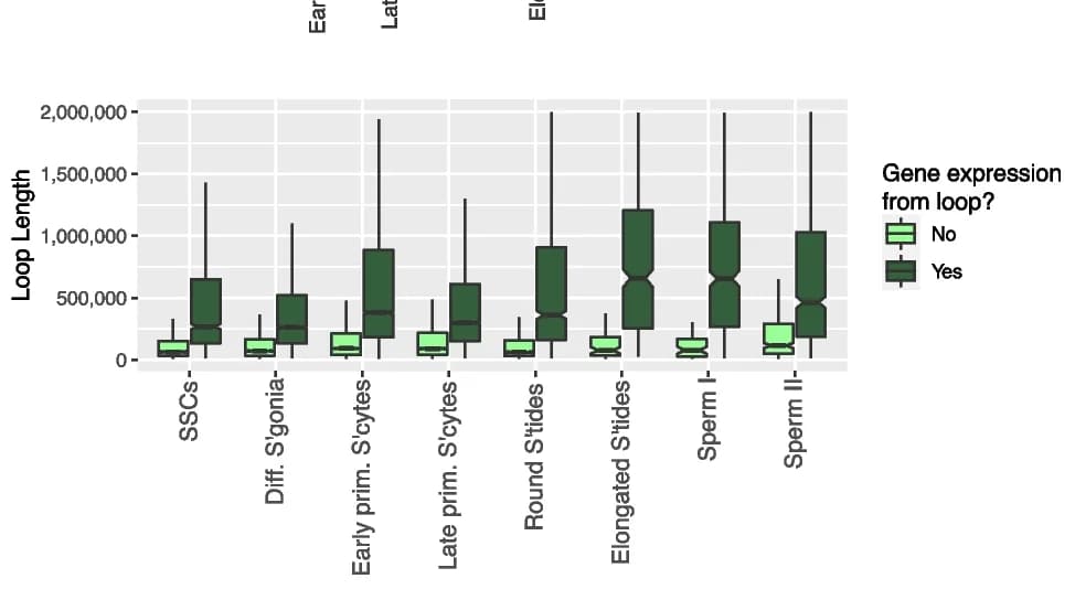 Open access visualization of Box Plot, Loop Lengths, Expressed Genes, Genes
