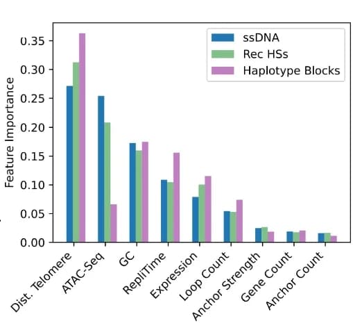 Open access visualization of Bar Plot, Clustered, Feature Importance Plot, Random Forest Classifier, ssDNA Hotspots