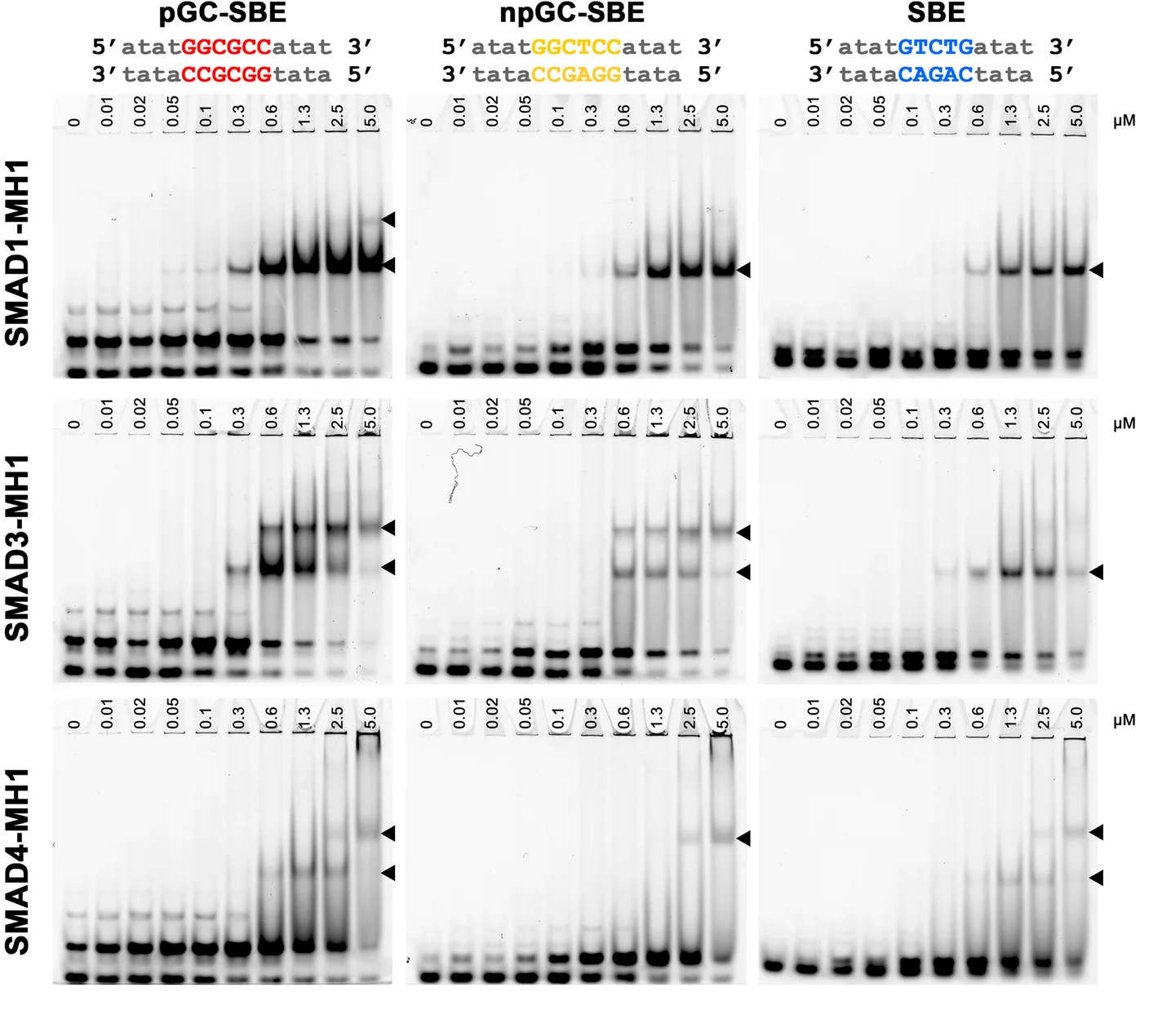 Open access visualization of Gel, EMSA, SMAD1/3/4-MH1 Domains, Palindromic GC-SBE, Non-Palindromic GC-SBE