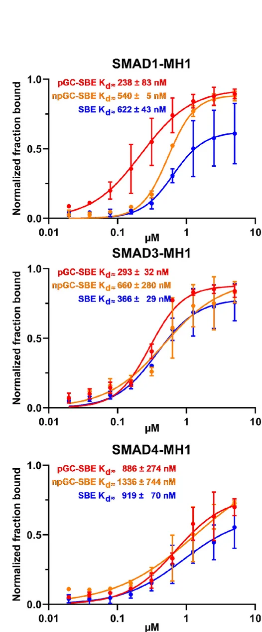 Open access visualization of Line Plot, Error Bars, SBE Probes, SMAD-MH1 Concentrations, Hill Equation