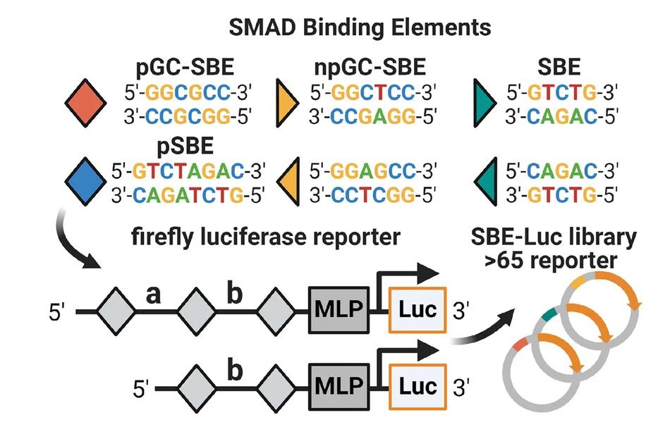 Open access visualization of Workflow, Illustration, Luciferase Construct, SMAD Motifs, Minimal Promotor
