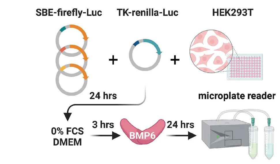 Open access visualization of Workflow, Flowchart, Illustration, SBE-firefly-Luc Constructs, TK-renilla Luciferase