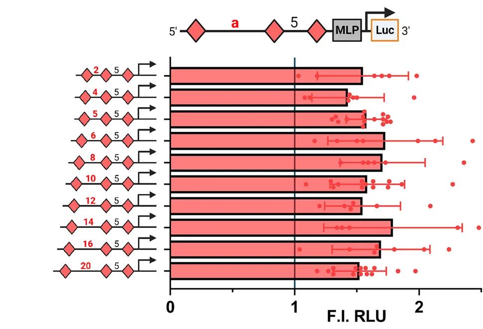 Open access visualization of Bar Plot, Error Bars, Scatter Plot, Dual Luciferase Reporter Assay, BMP6 Responsiveness