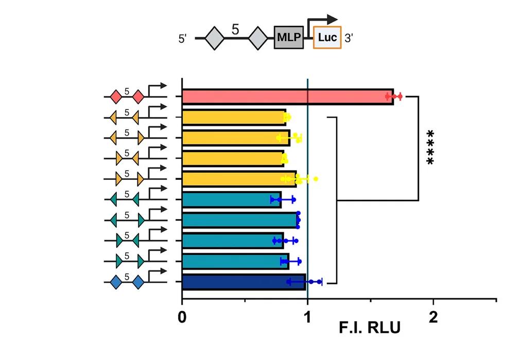 Open access visualization of Bar Plot, Error Bars, Dual Luciferase Reporter Assay, BMP6 Responsiveness, 5-bp Spaced Homocomposite Motifs