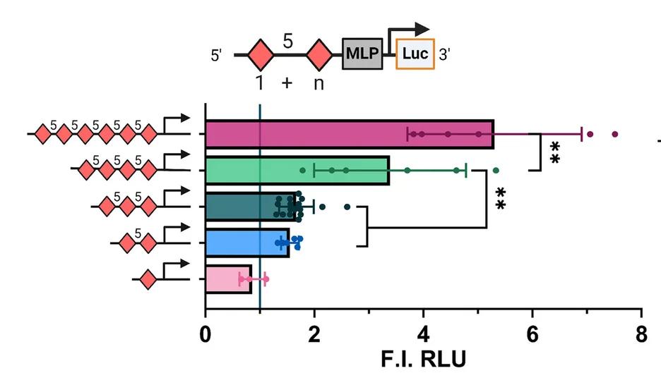 Open access visualization of Bar Plot, Error Bars, Dual Luciferase Reporter Assay, BMP6 Responsiveness, 5-bp Spaced pGC-SBE Homocomposite Motifs