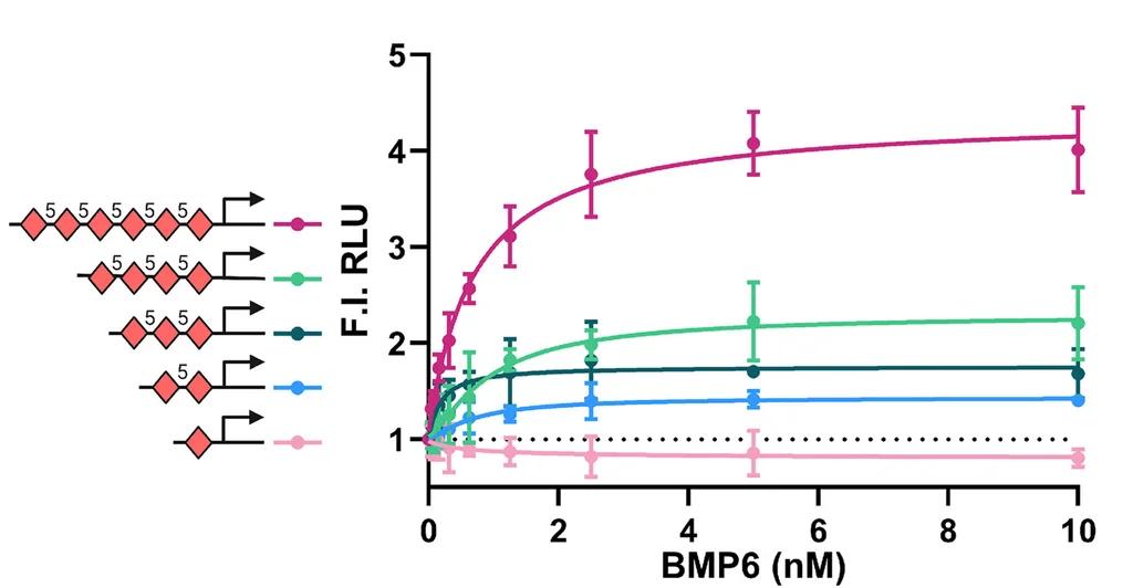 Open access visualization of Line Plot, Error Bars, Dual Luciferase Reporter Assay, BMP6 Responsiveness, 5-bp Spaced pGC-SBE Homocomposite Motifs