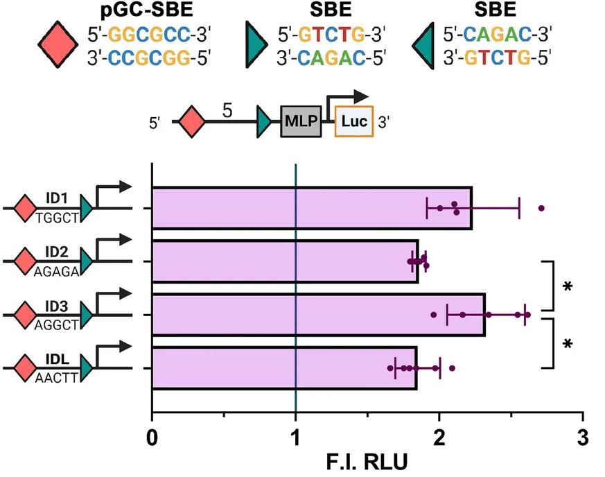 Open access visualization of Bar Plot, Error Bars, Luciferase Reporter Assay, BMP6, pGC-SBE/SBE Heterocomposite Motifs