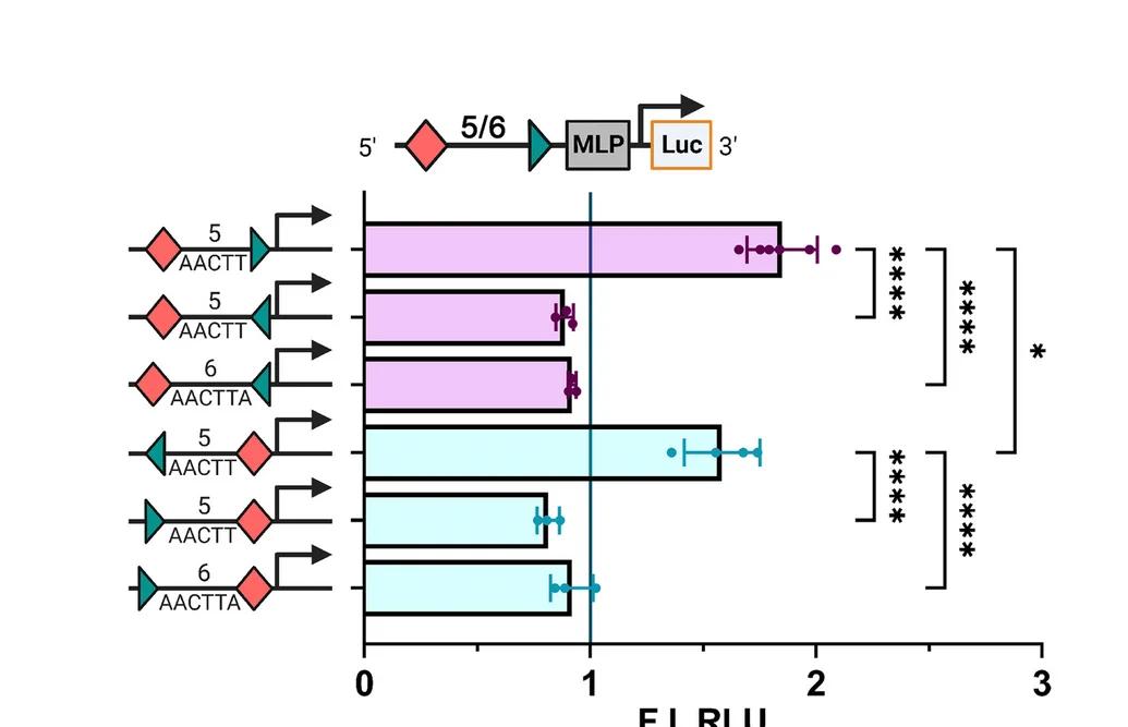 Open access visualization of Bar Plot, Error Bars, SBE Motif, BMP6, Orientation