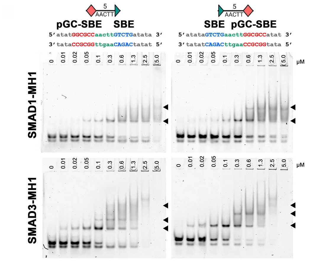Open access visualization of Gel, EMSA Experiments, SMAD1/3-MH1 Domains, pGC-SBE/SBE Heterocomposite Motifs, DNA Oligonucleotides