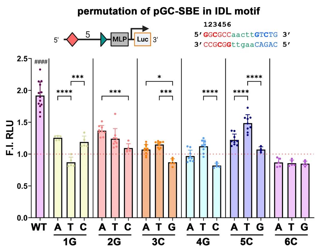 Open access visualization of Bar Plot, Error Bars, Scatter Plot, Luciferase Reporter Assay, BMP6